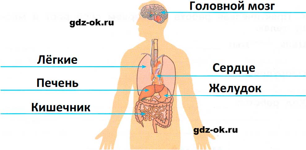 ГДЗ, решение номера 2 страница 57 рабочая тетрадь часть 1 по окружающему миру 3 класс Плешаков 2023-2025
